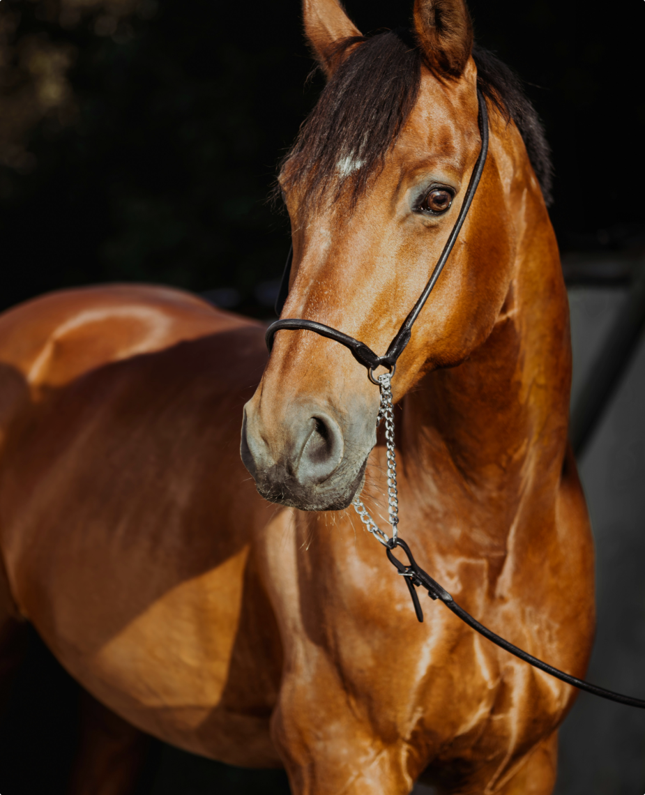 Hobby Horsing